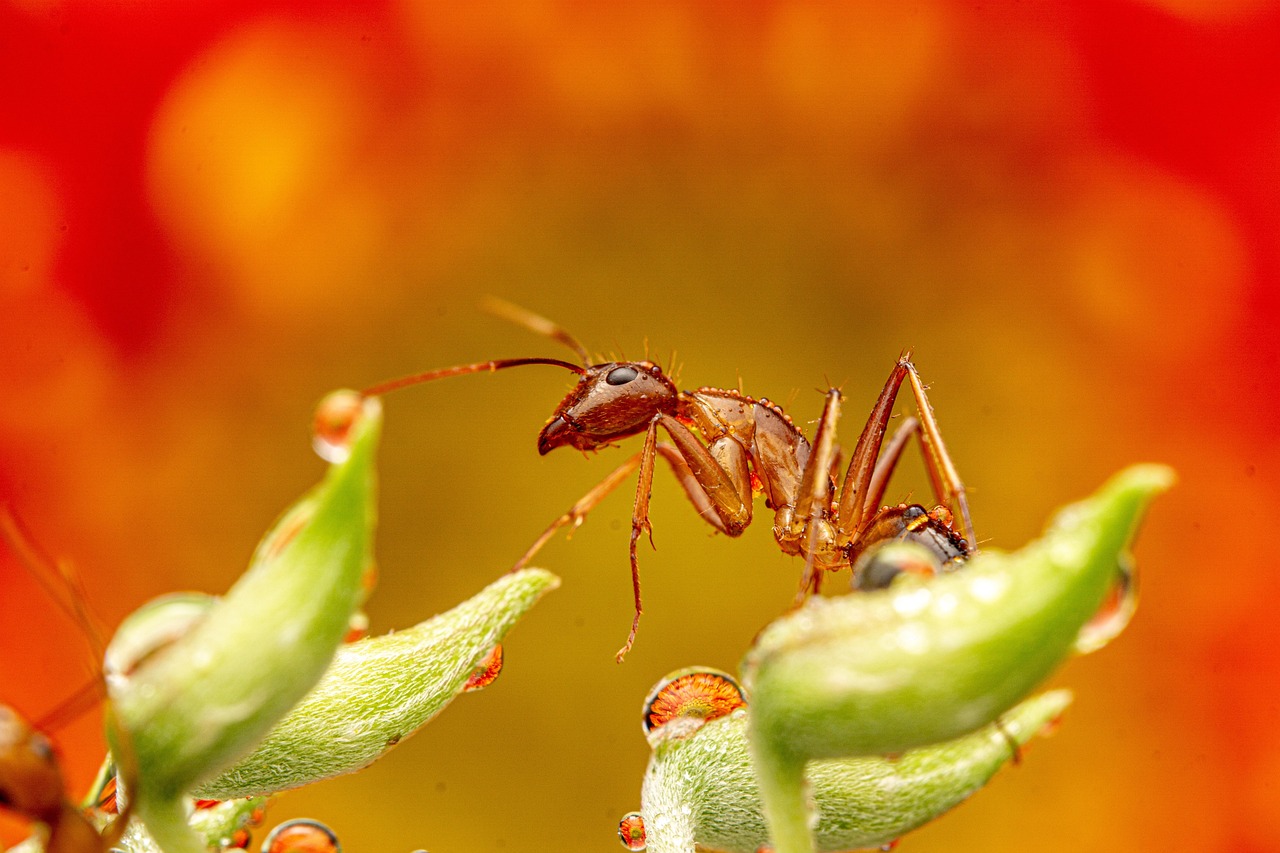 Ants That Always Go Left (image credits: pixabay)