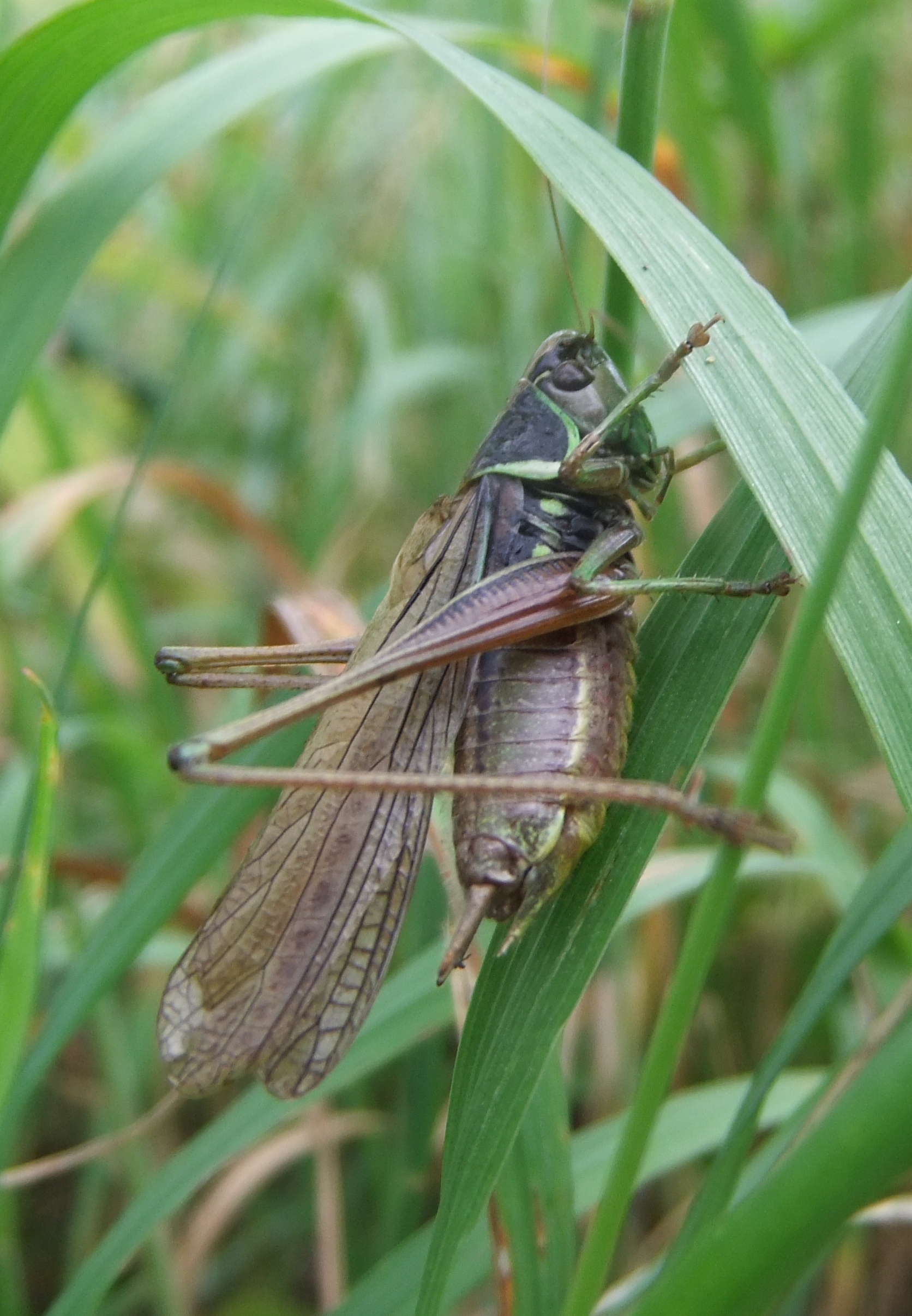 Cricket Chirping Asymmetry (image credits: wikimedia)