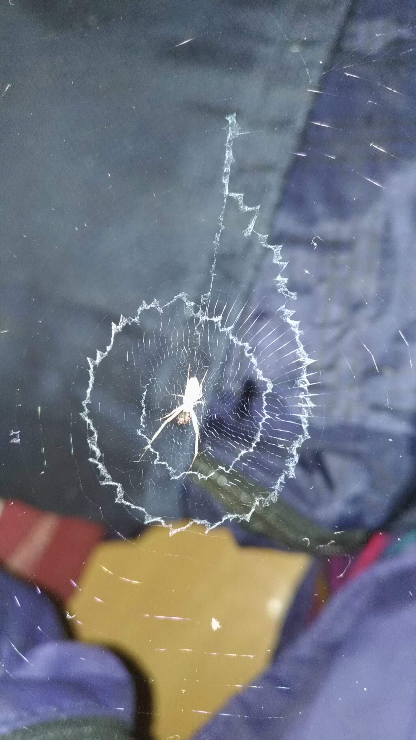 Spider Web Construction Preferences (image credits: wikimedia)