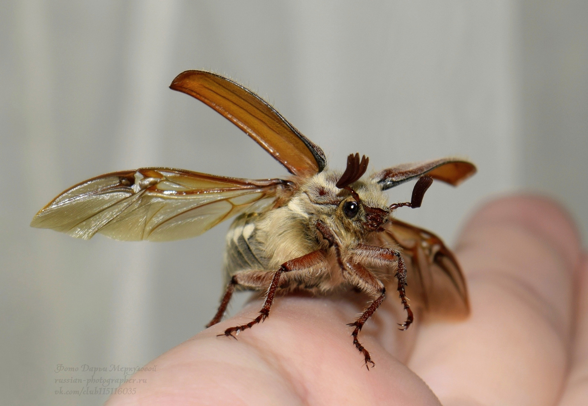 Beetle Shell Opening Strategies (image credits: wikimedia)