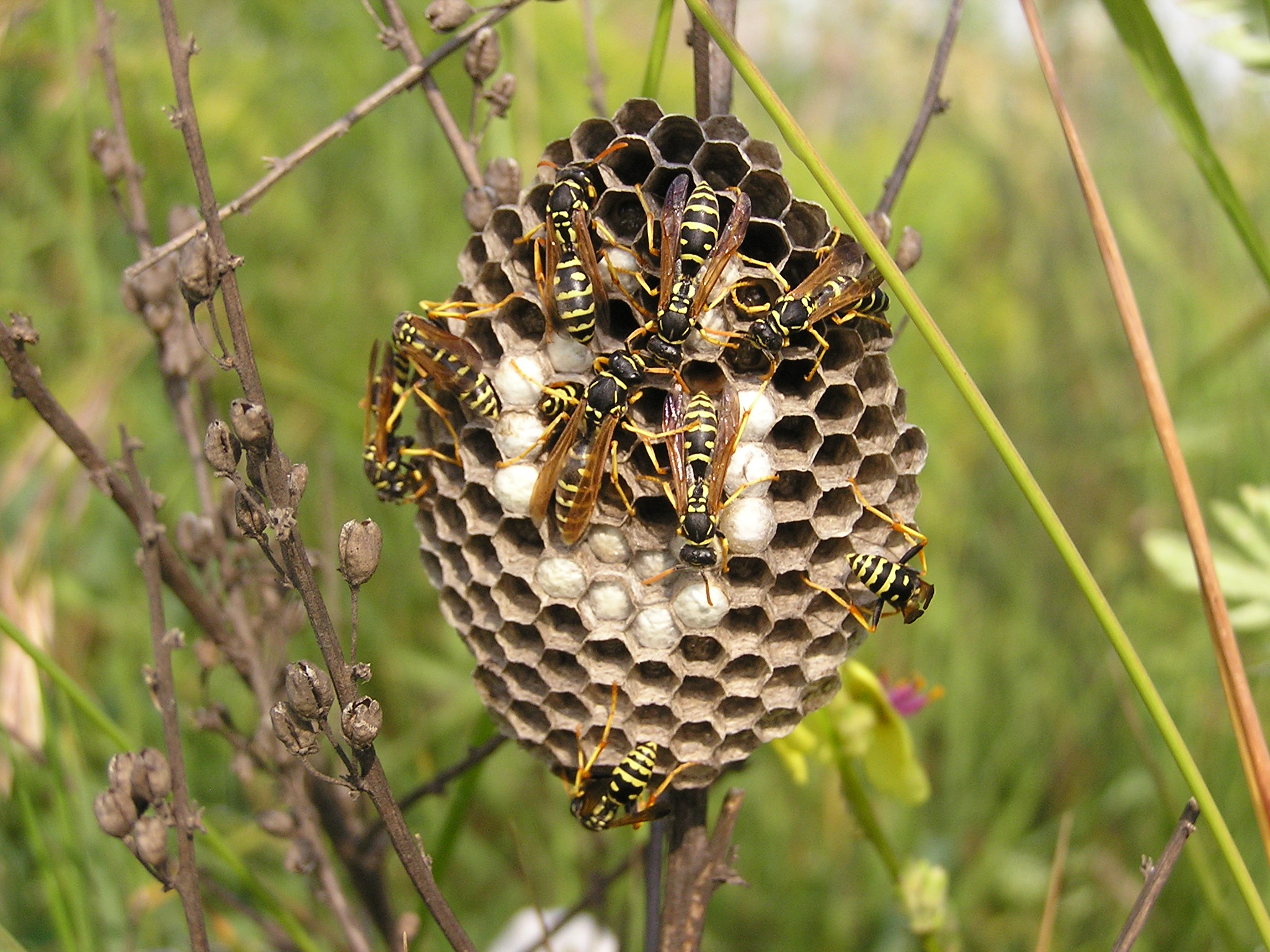 Wasp Nest Building Asymmetries (image credits: wikimedia)