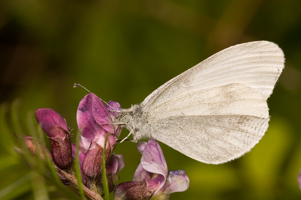 Moth Navigation Quirks (image credits: flickr)