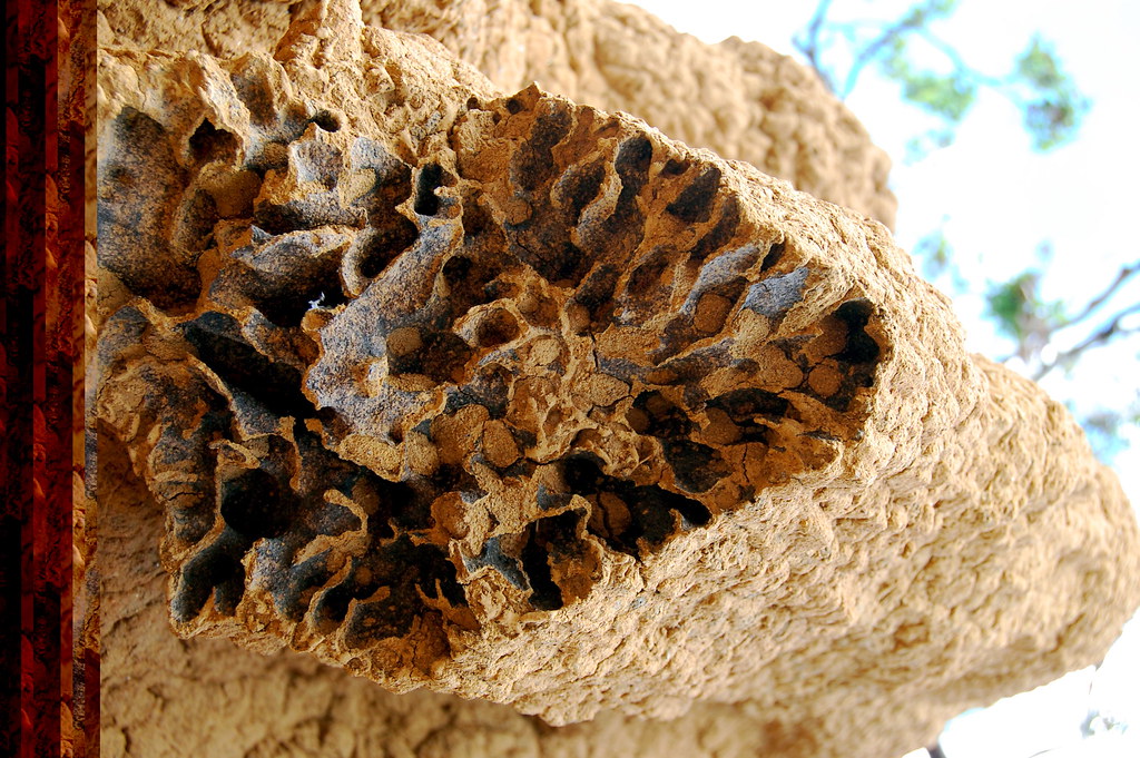 Termite Tunnel Construction Patterns (image credits: flickr)