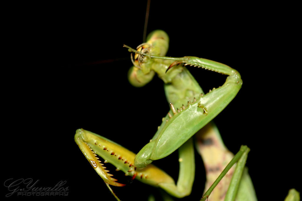 Praying Mantis Strike Preferences (image credits: flickr)