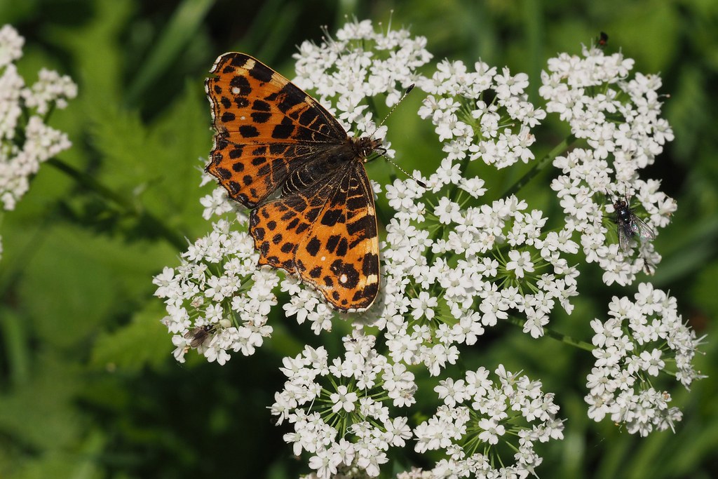 Why Your Garden Desperately Needs More Bugs (image credits: flickr)