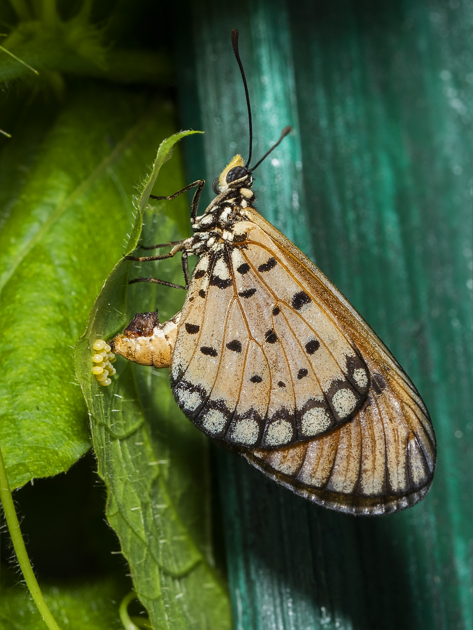 Creating Specialized Habitats for Different Bug Families (image credits: wikimedia)