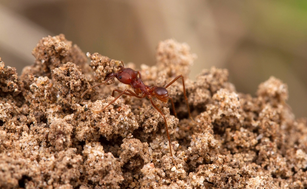 The Secret Life of Soil Bugs and How to Support Them (image credits: rawpixel)