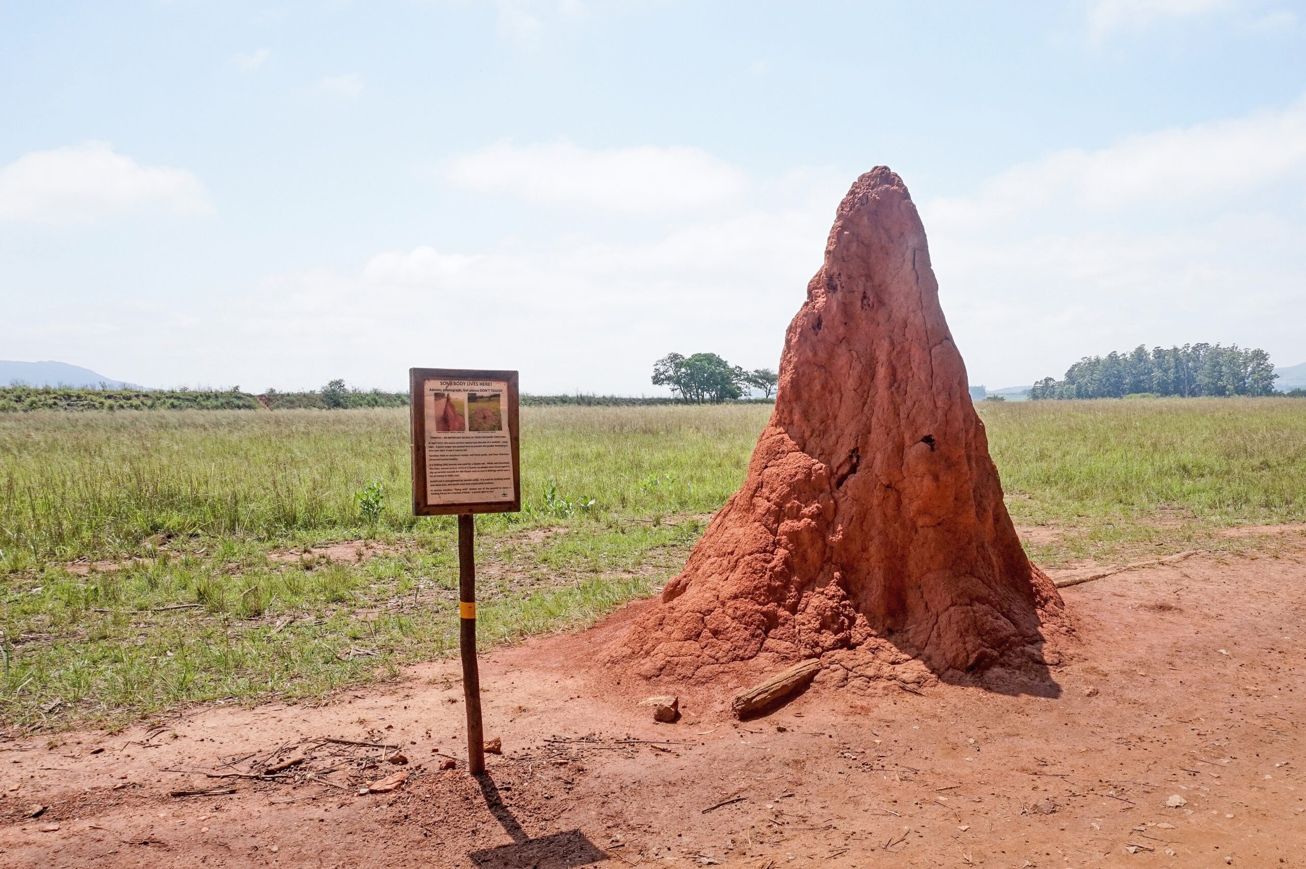 The Mystery of Leaderless Construction (image credits: wikimedia)