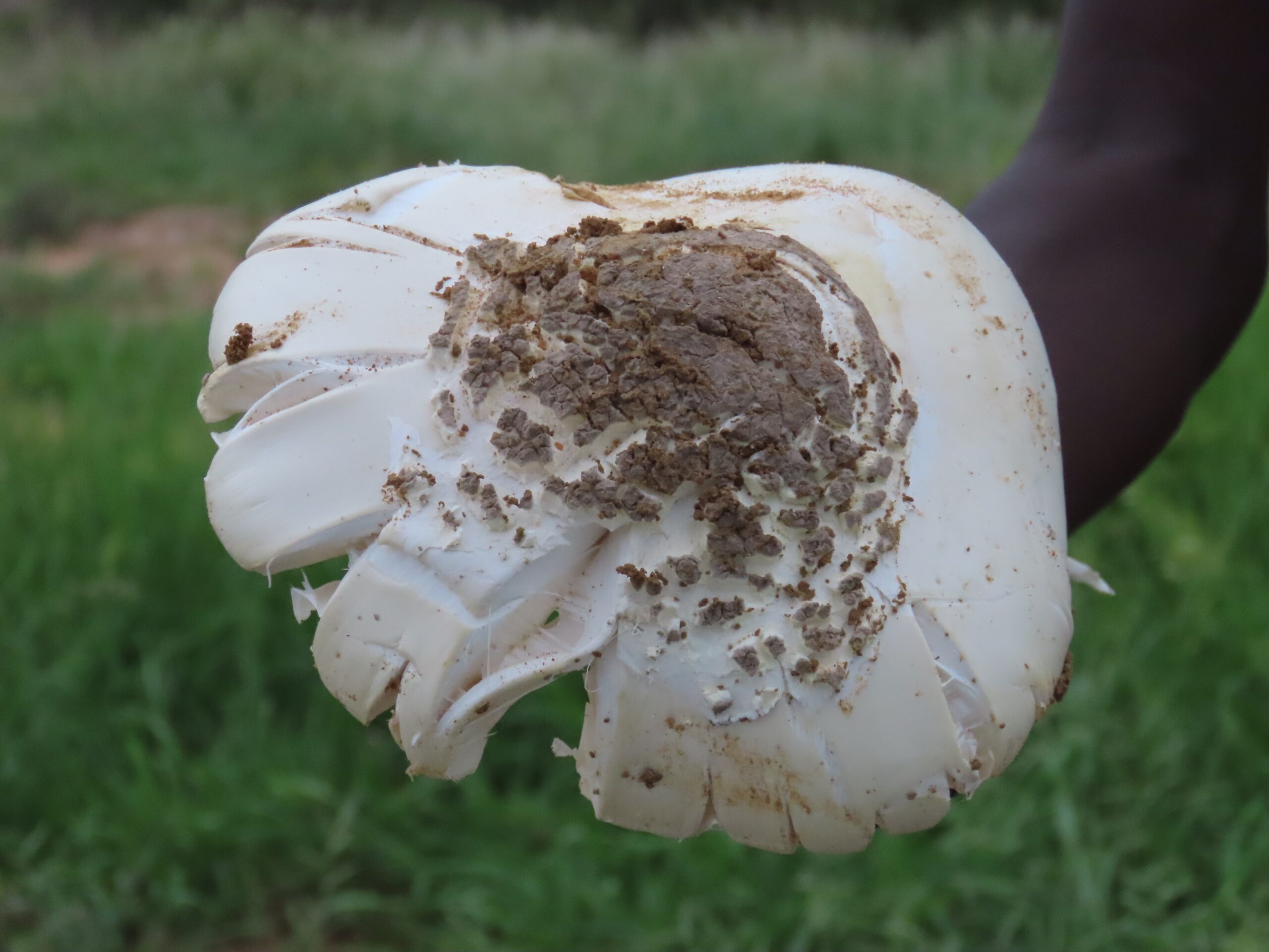Fungus Farming: Agricultural Engineering Underground (image credits: wikimedia)