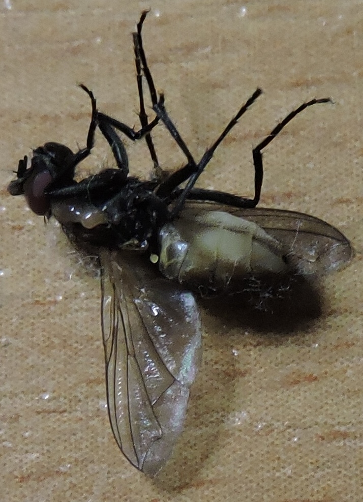 The Great Vanishing Act of Dead Insects (image credits: wikimedia)