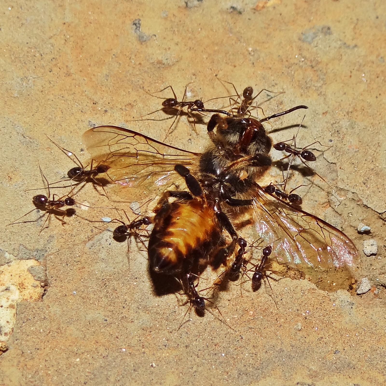 Nature's Recycling Champions at Work (image credits: wikimedia)