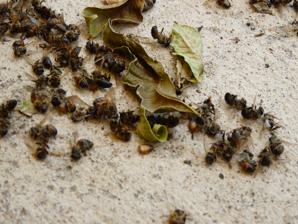 Seasonal Die-Offs and Mass Mortality Events (image credits: flickr)