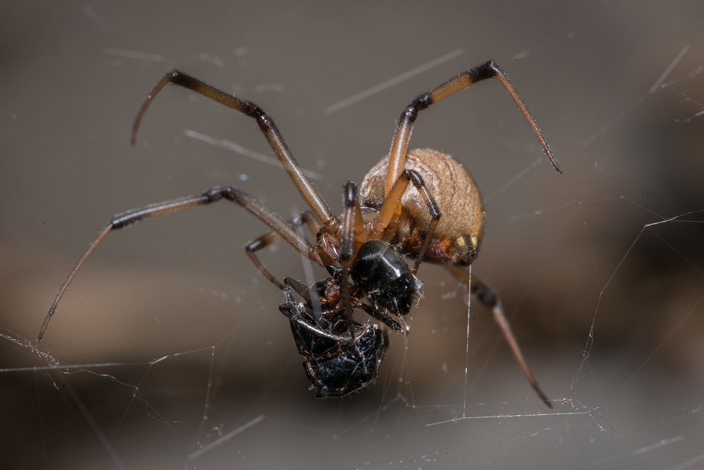 The Role of Predators in Corpse Removal (image credits: flickr)