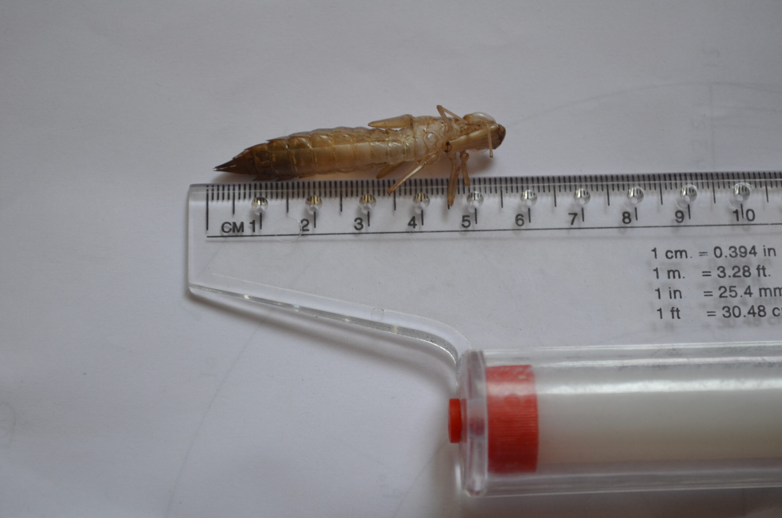Water-Based Insect Cemeteries (image credits: wikimedia)