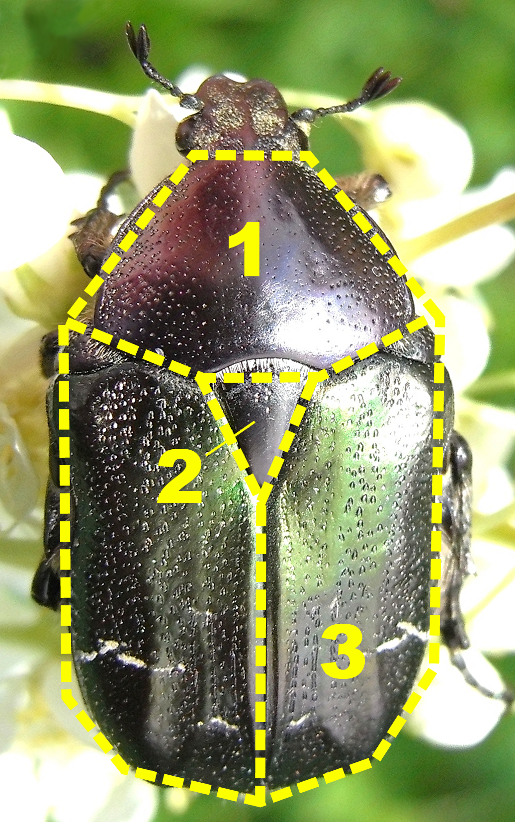 The Ancient Origins of Beetle Armor (image credits: wikimedia)