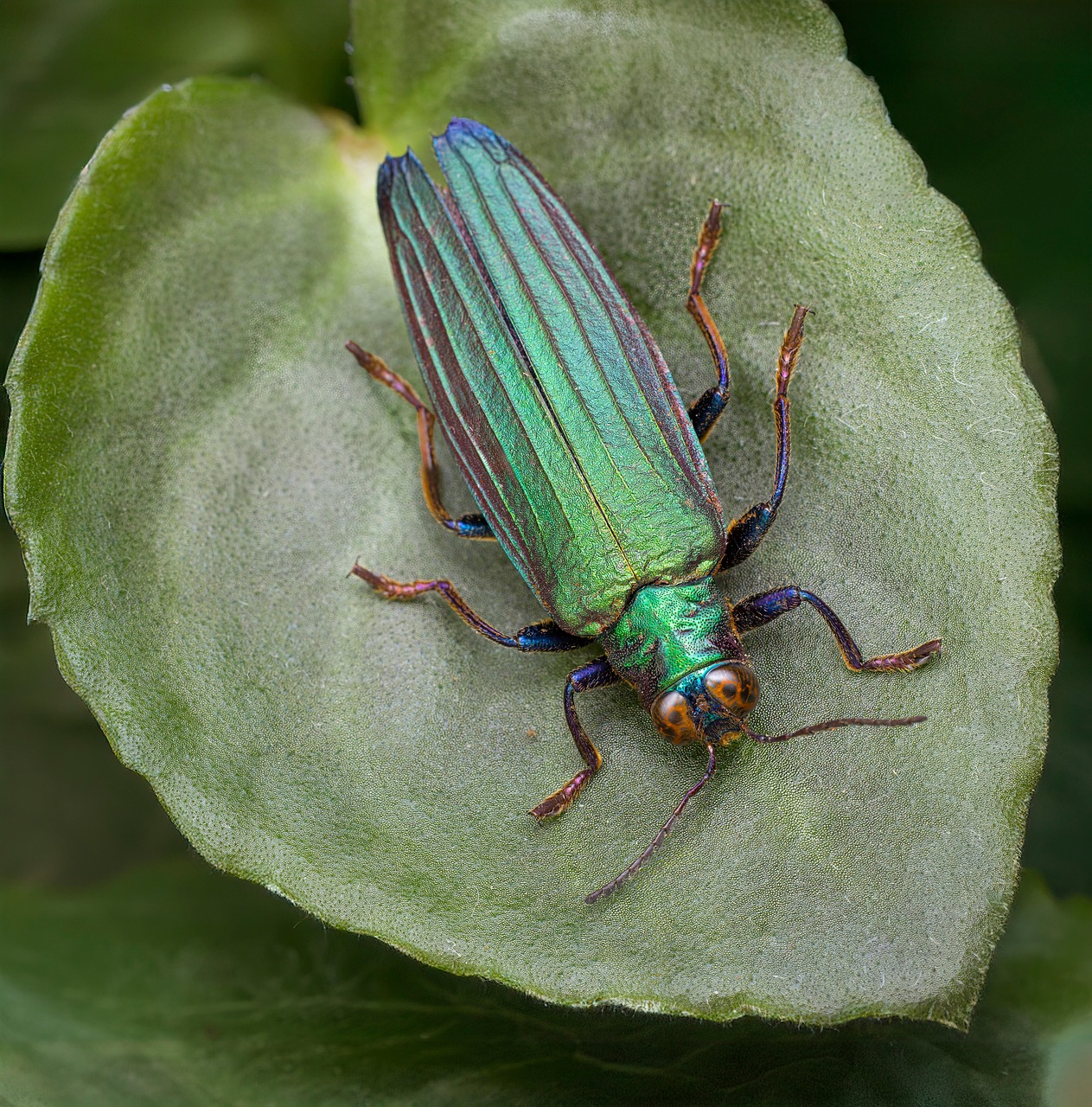 Jewel Beetles: Beauty Meets Brawn (image credits: pixabay)