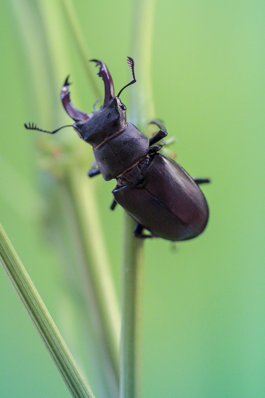 Micro-Architecture: The Science of Strength (image credits: pixabay)