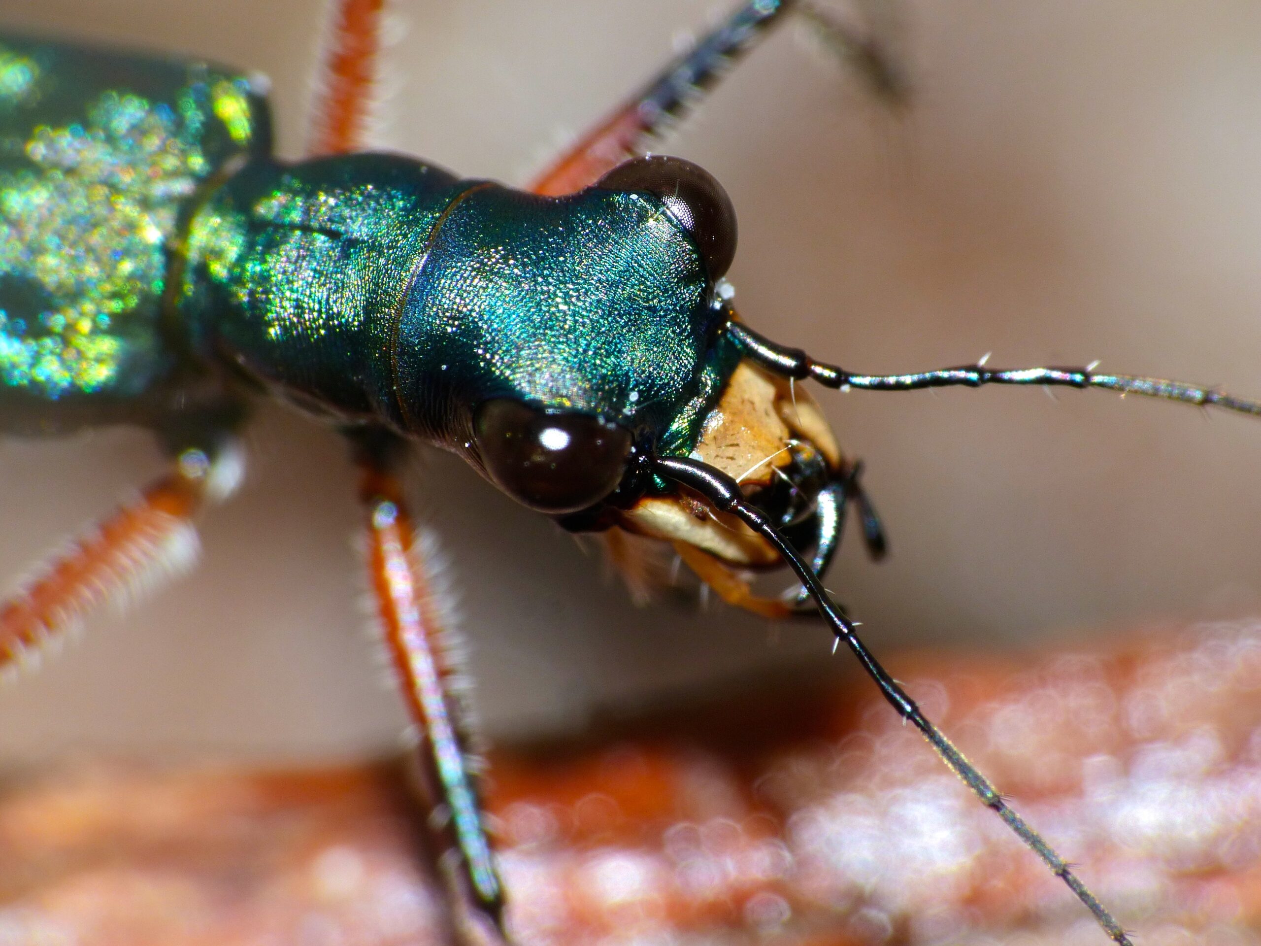 Conclusion: The Enduring Legacy of Nature's Armor (image credits: Tiger Beetle (Heptodonta analis) close-up, CC BY-SA 2.0, https://commons.wikimedia.org/w/index.php?curid=40725904)