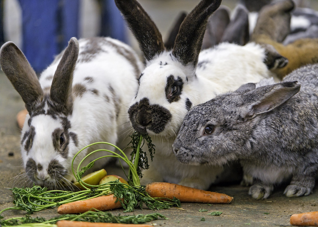 What's Up, Doc? Bugs Bunny's Carrot-Crunching Confusion (image credits: flickr)