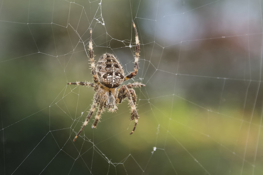 Charlotte's Web: The Spider Who Saved a Pig (image credits: flickr)