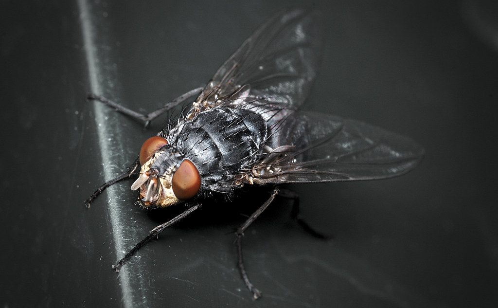 The Fly: Science Fiction Horror at Its Finest (image credits: flickr)