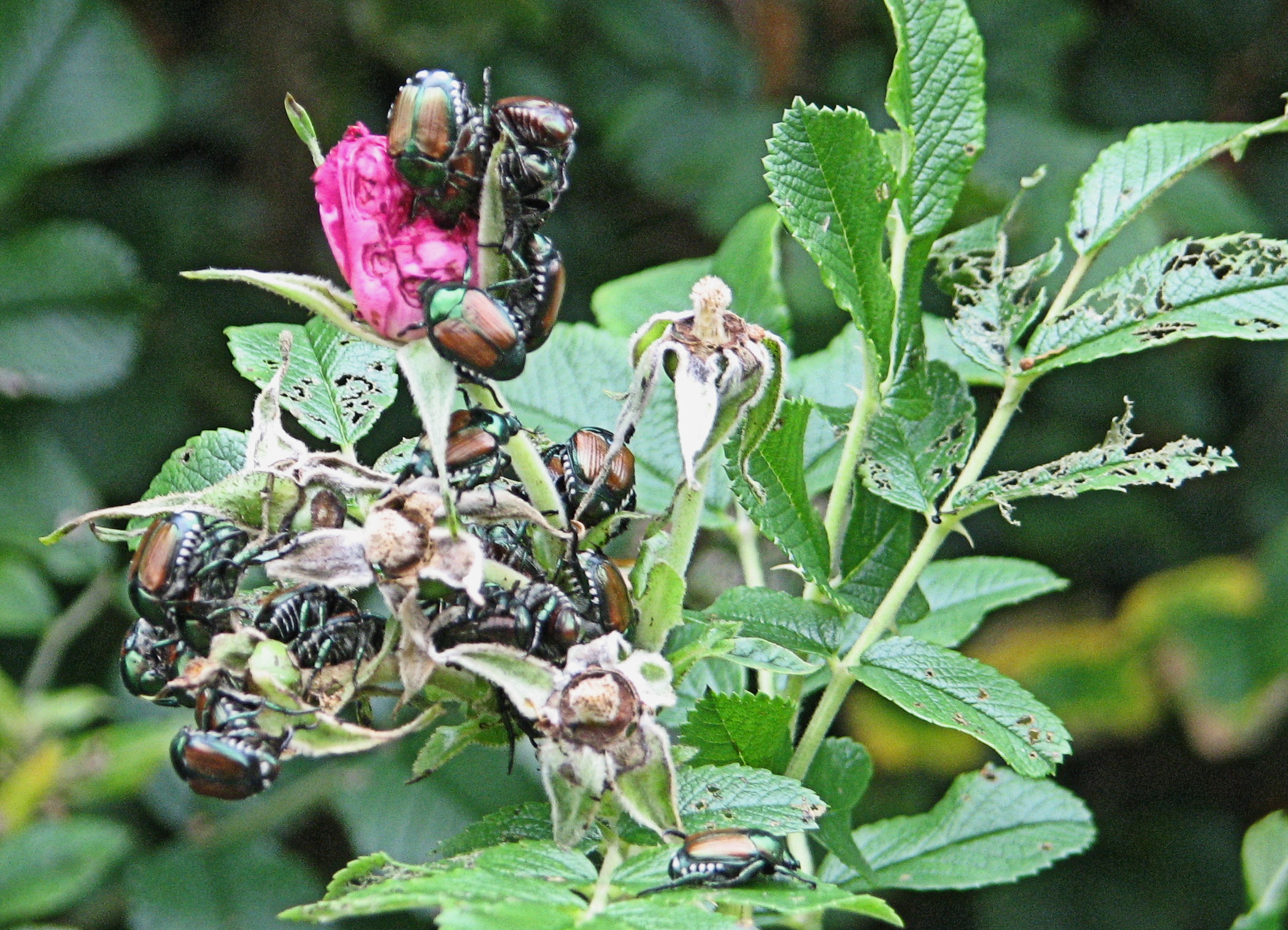 Urban Ecosystems Under Siege (image credits: wikimedia)