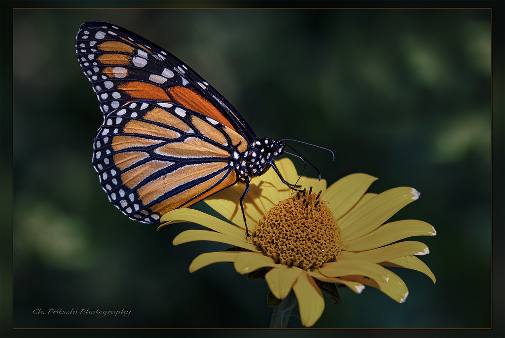 Native Species Fighting for Survival (image credits: flickr)