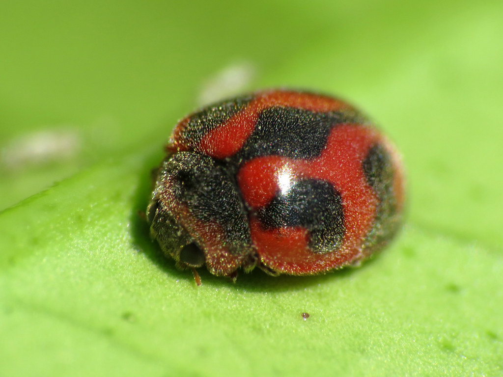 Biological Control: Nature's Own Solutions (image credits: flickr)
