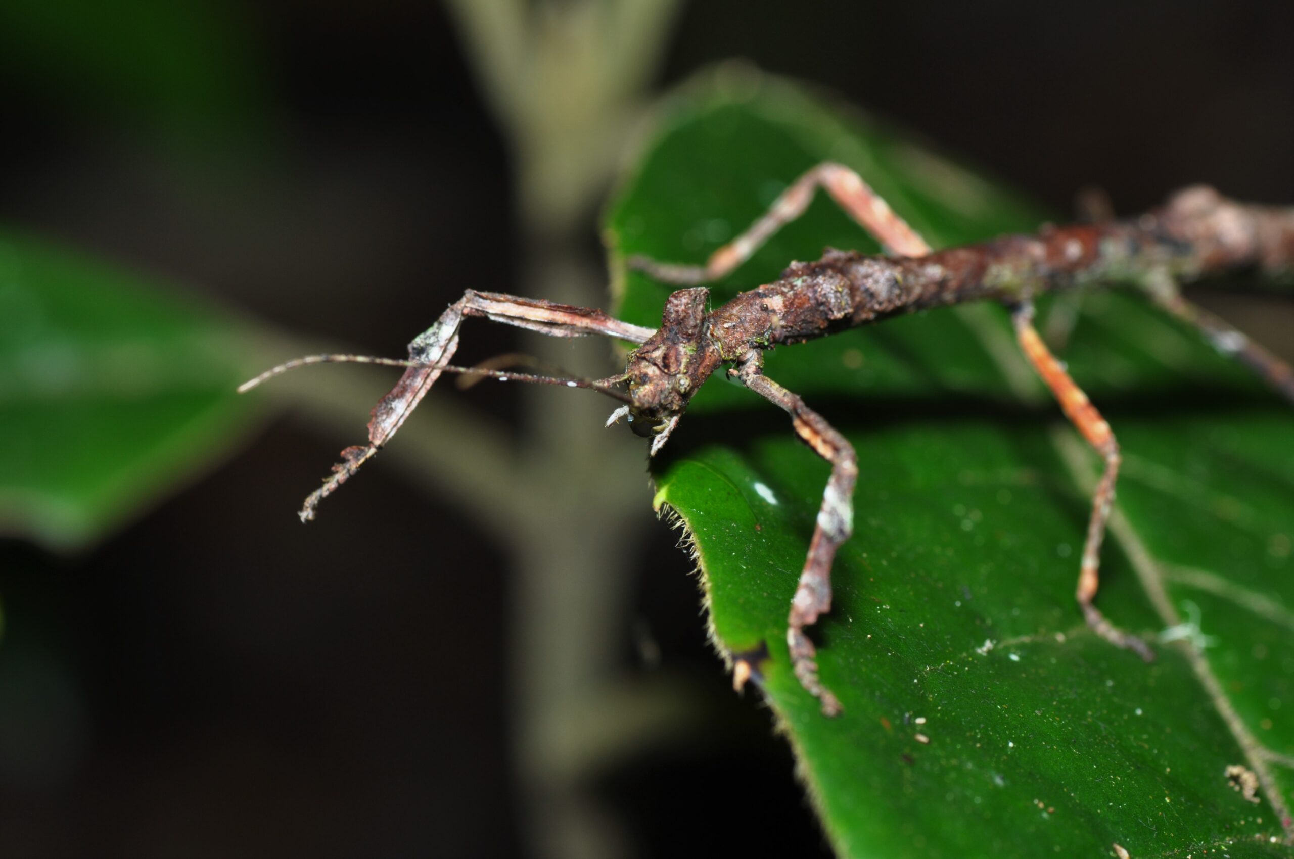 The Master of Disguise Hidden in Plain Sight (image credits: wikimedia)