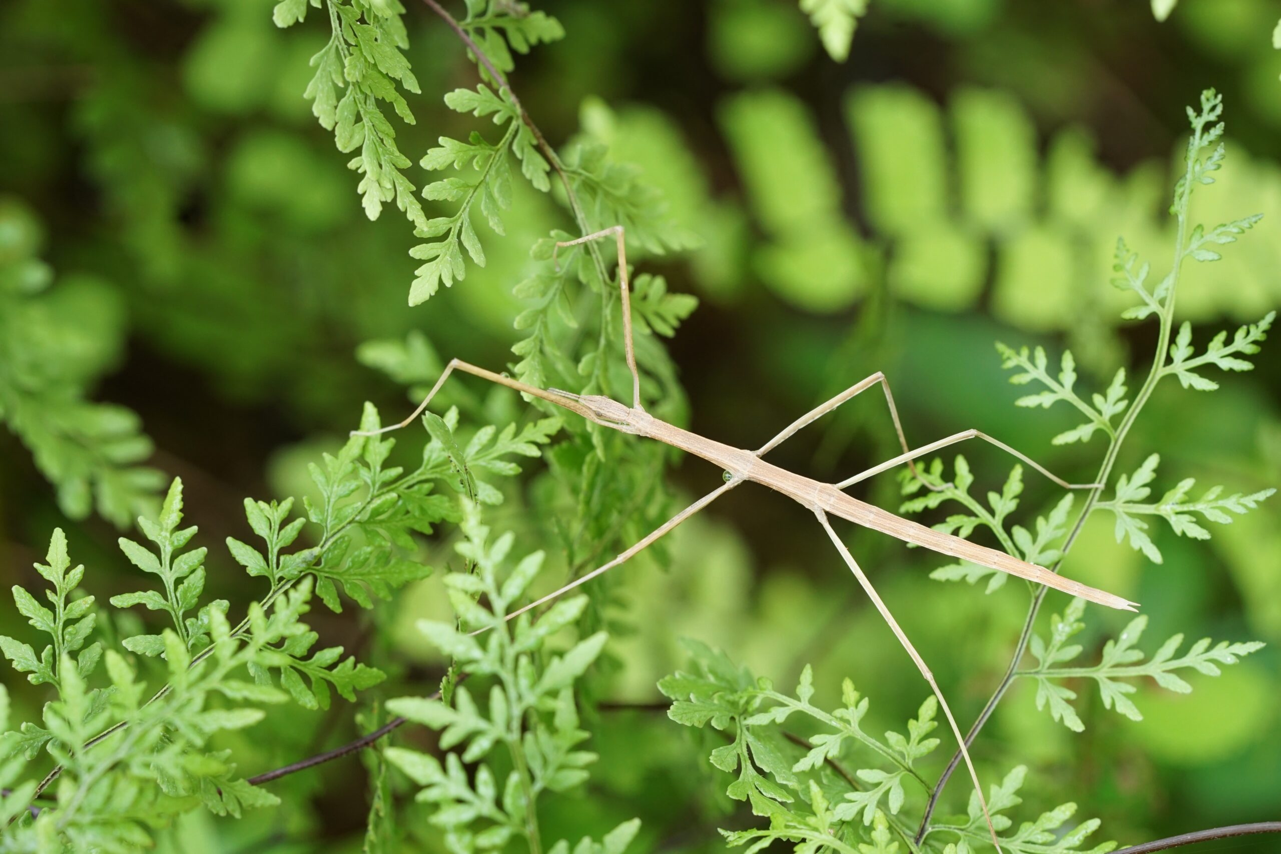 Size Matters: The Giants Among Sticks (image credits: wikimedia)