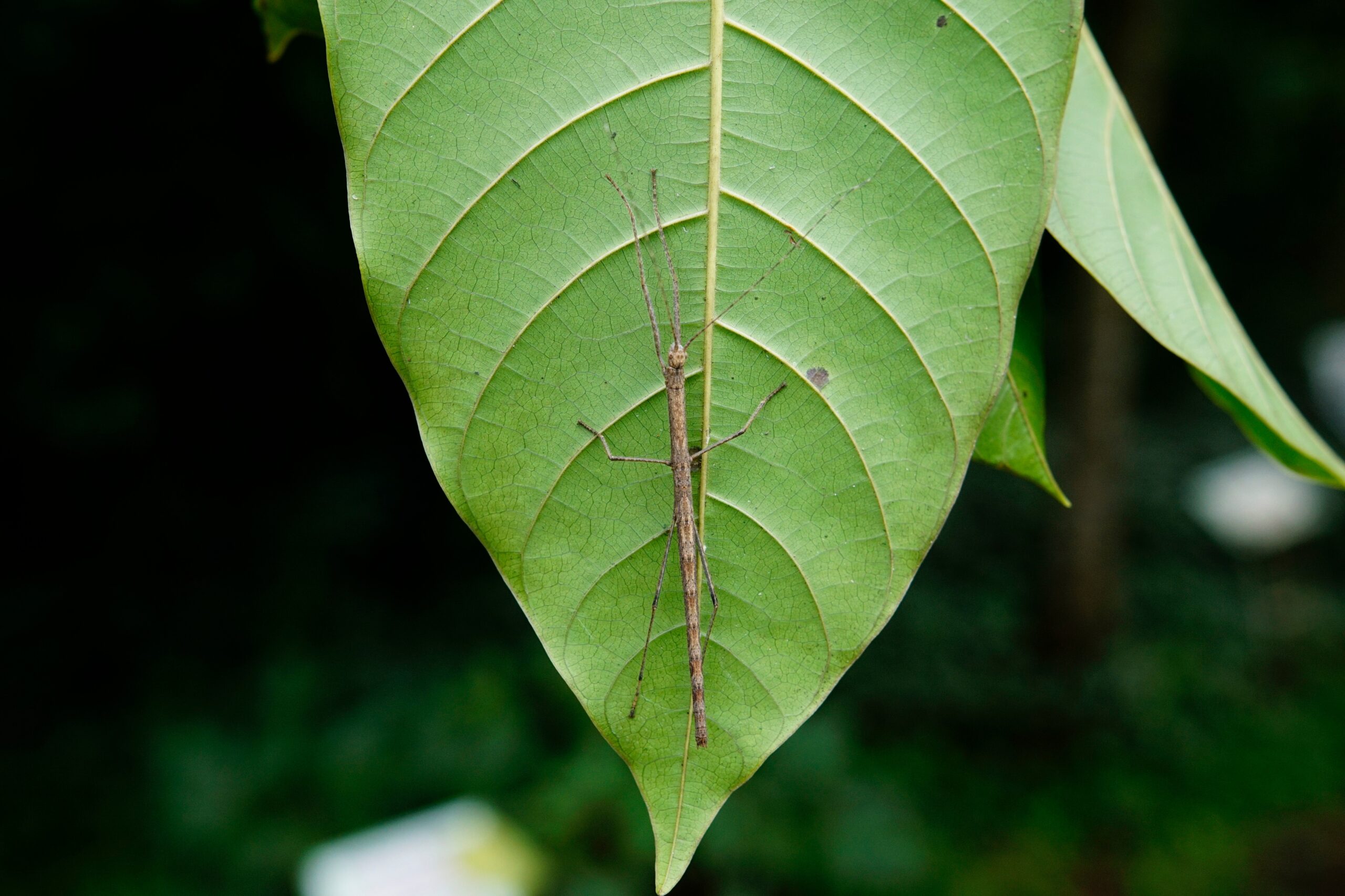 The Science Behind Their Incredible Camouflage (image credits: By Vengolis, CC BY-SA 4.0, https://commons.wikimedia.org/w/index.php?curid=61260986)