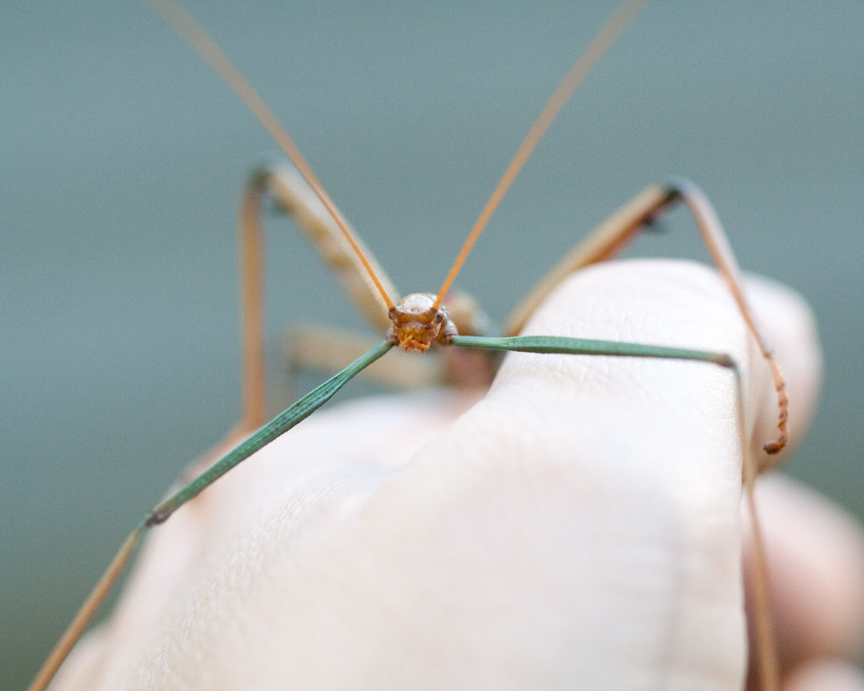 Reproduction: Creating the Next Generation of Mimics (image credits: flickr)