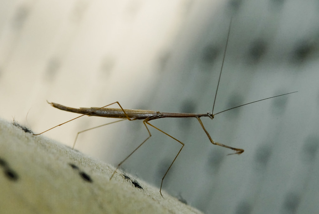 Predators and the Constant Game of Hide and Seek (image credits: flickr)