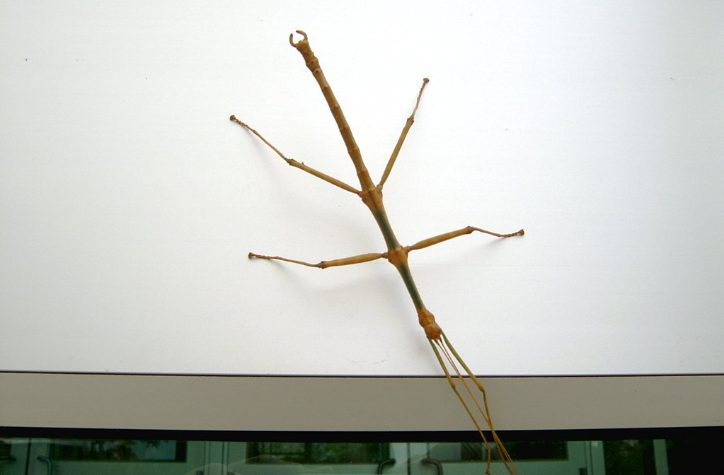 The Future of Walkingstick Research (image credits: flickr)
