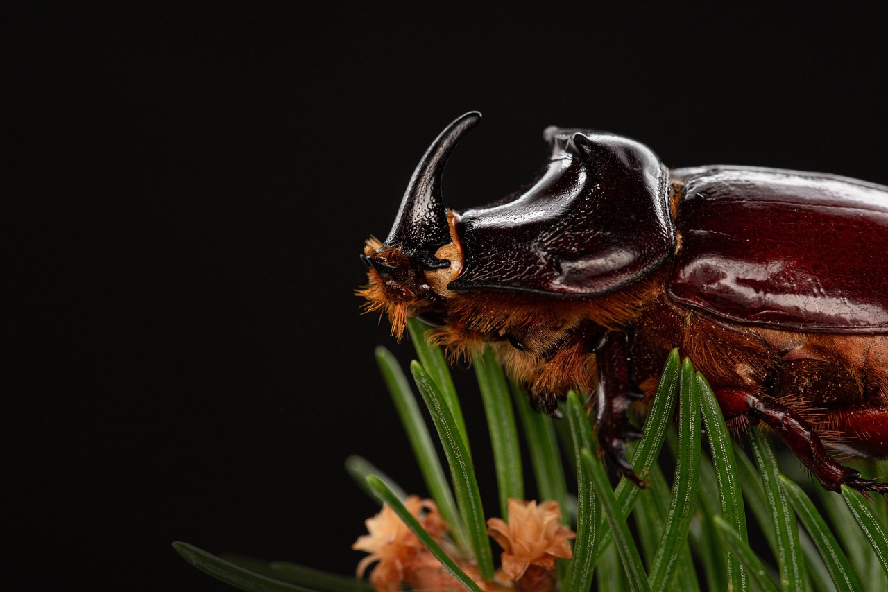 The Electromagnetic Field Attraction Theory (image credits: pixabay)