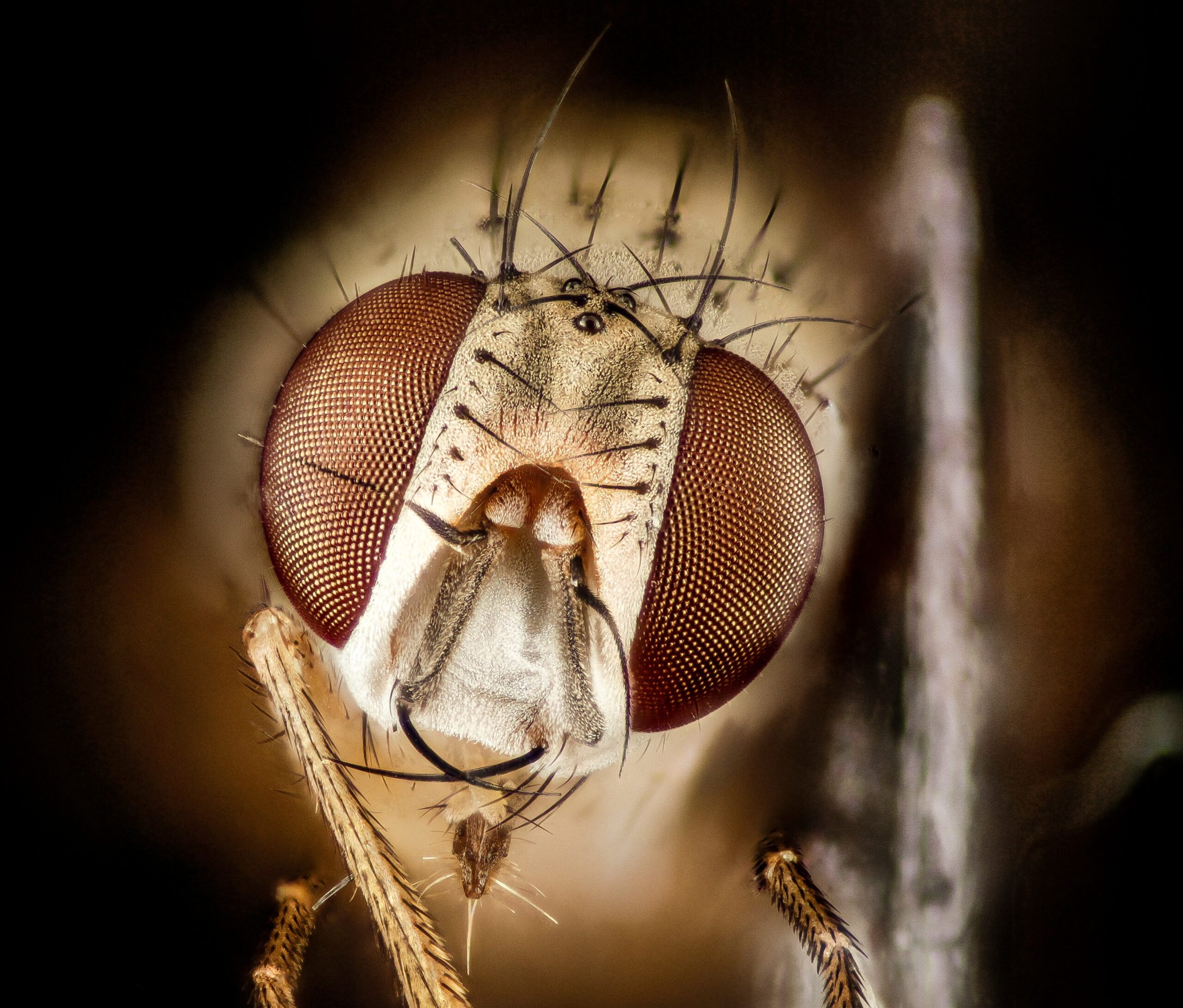 Immune System Responses to Space (image credits: fly, md, kent, eastern neck, nwr,face_2015-05-25-14.21.32 ZS PMax, Public domain, https://commons.wikimedia.org/w/index.php?curid=40571230)