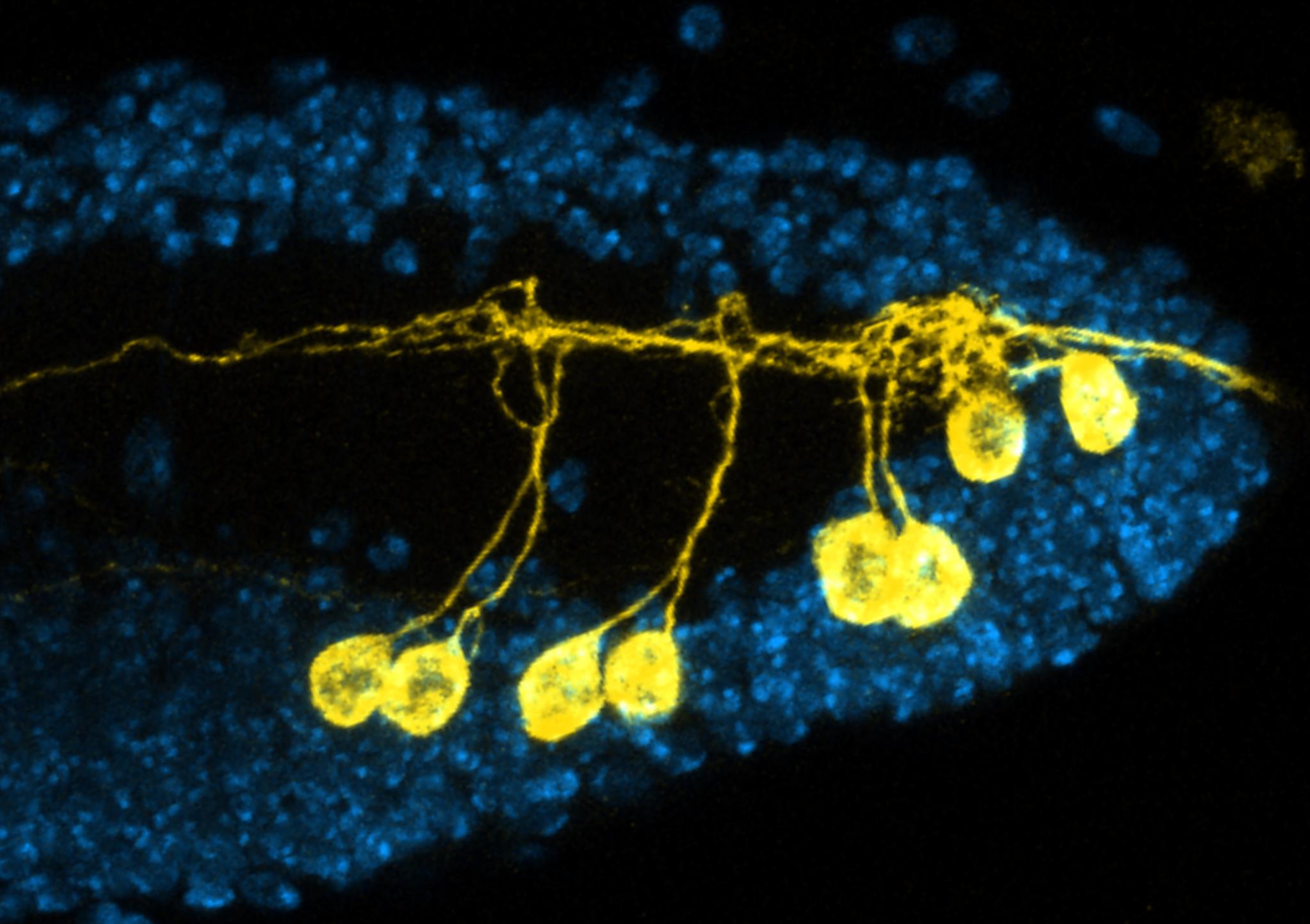 The Neurological Foundation: Small Brains, Big Possibilities (image credits: wikimedia)