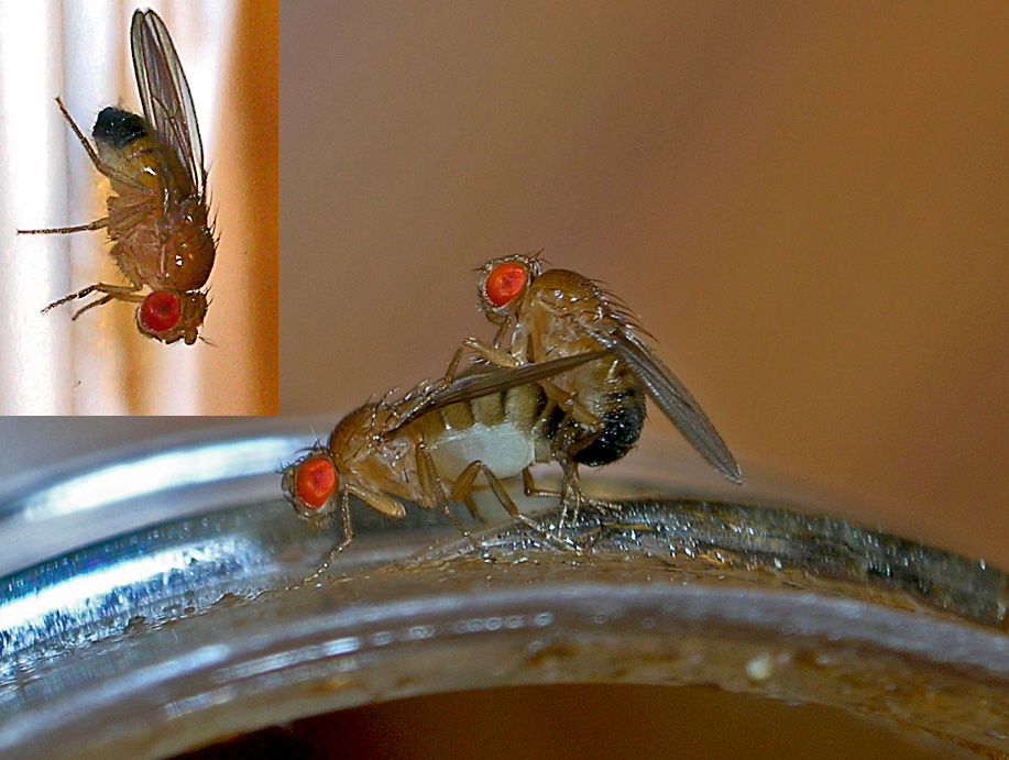 Fruit Fly Aggression: Anger in the Insect World (image credits: By TheAlphaWolf, CC BY 3.0, https://commons.wikimedia.org/w/index.php?curid=3062169)