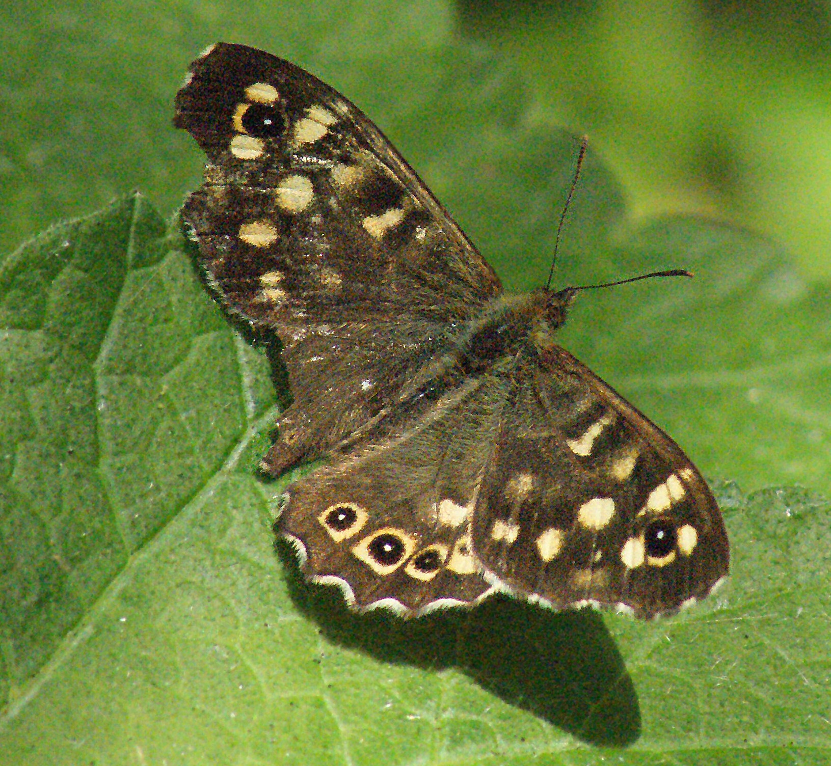 Pain Perception: Do Insects Really Suffer? (image credits: By Chiswick Chap, CC BY-SA 3.0, https://commons.wikimedia.org/w/index.php?curid=19660131)