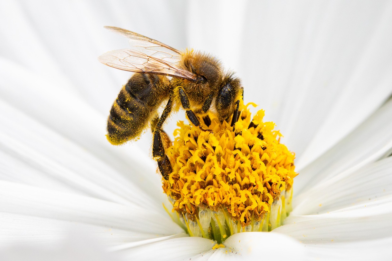 The Stress Response: Insect Anxiety and Coping Mechanisms (image credits: pixabay)