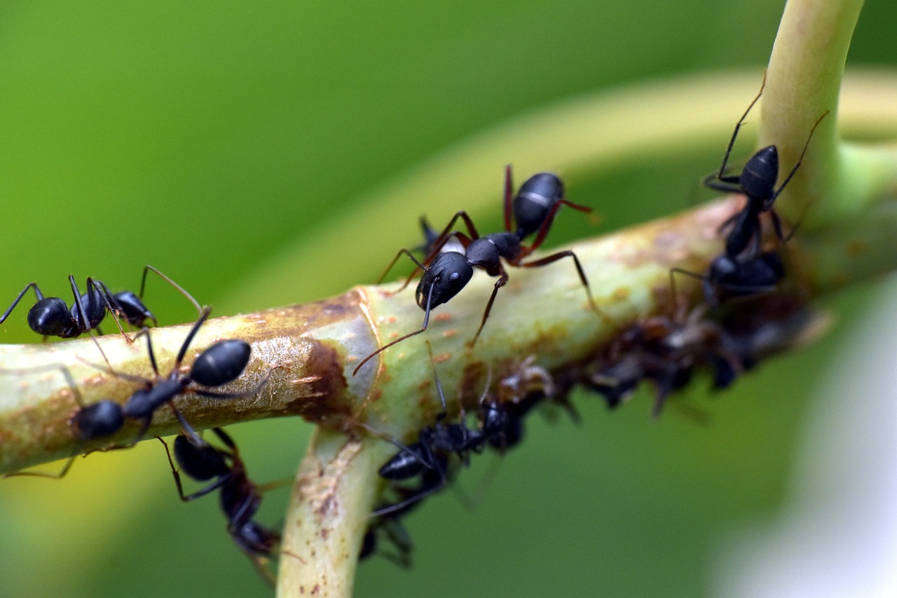 Species Variations: Not All Insects Are Emotionally Equal (image credits: pixabay)