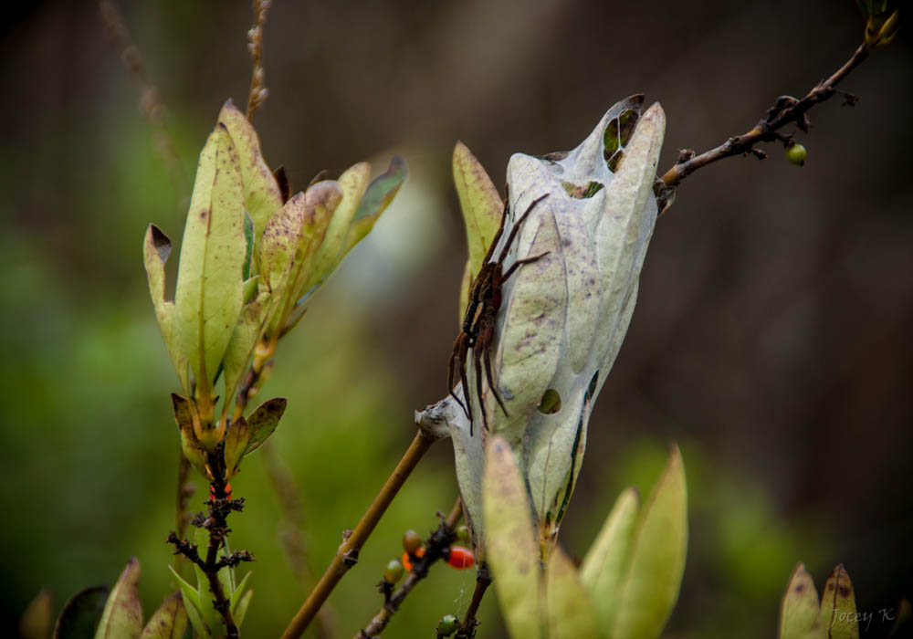 Implications for Conservation: Rethinking Our Relationship with Insects (image credits: By Jocelyn Kinghorn, CC BY-SA 2.0, https://commons.wikimedia.org/w/index.php?curid=54826159)