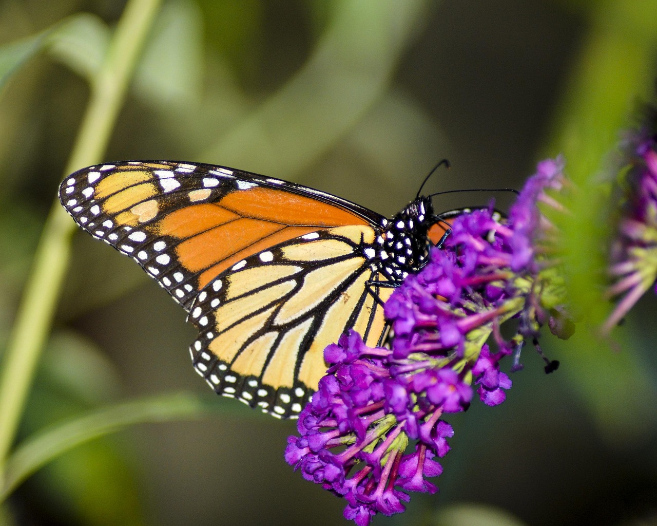 Seasonal Patterns in Flower Preferences (image credits: pixabay)