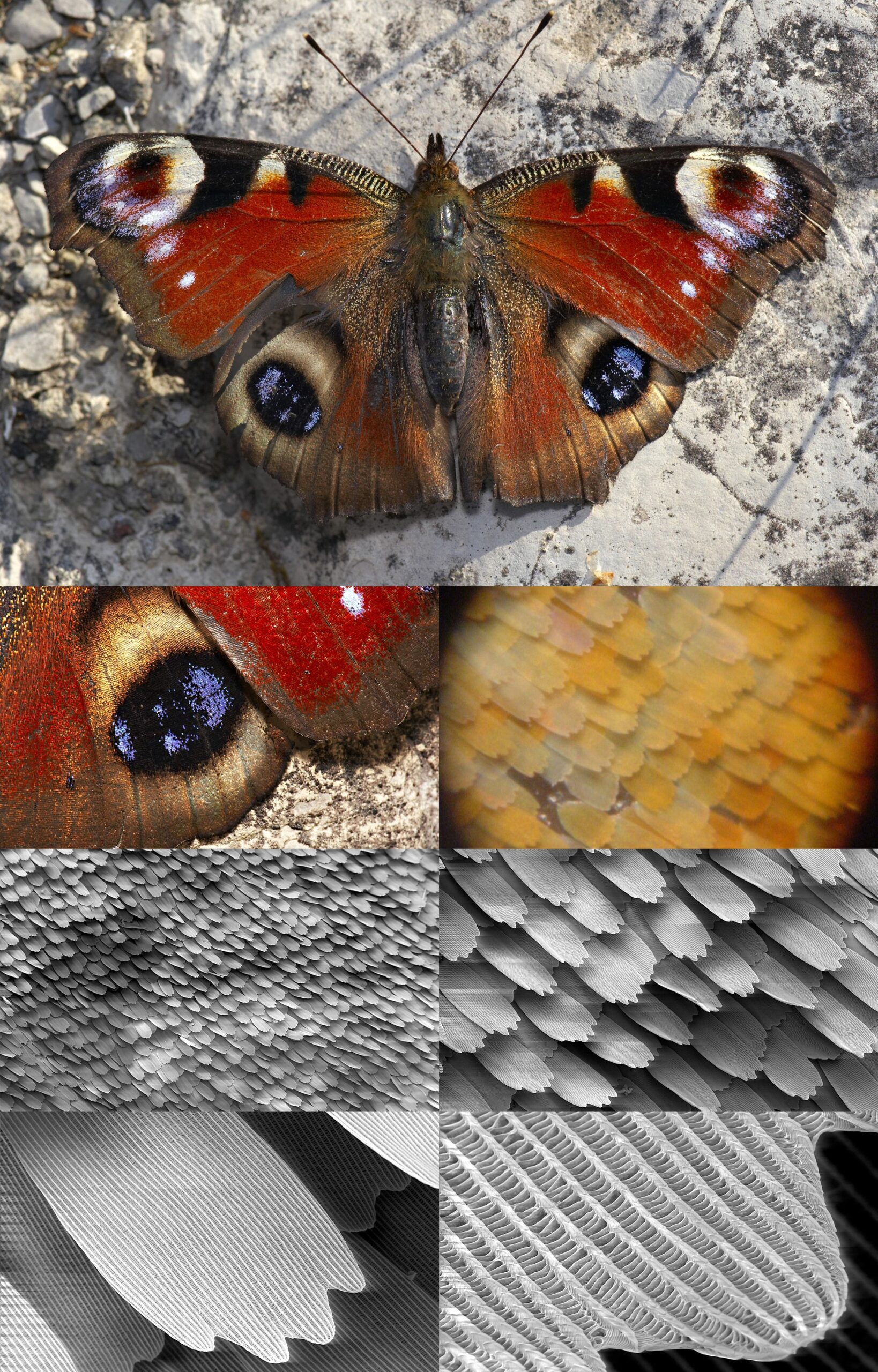 The Genetics of Flower Preference (image credits: Inachis_io_top_MichaD.jpg (top)
Inachis_io_top_detail_MichaD.jpg (row 2, left)
Microphoto-butterflywing.jpg (row 2, right)
SEM_image_of_a_Peacock_wing,_slant_view_1.JPG (row 3, left)
SEM_image_of_a_Peacock_wing,_slant_view_2.JPG (row 3, right)
SEM_image_of_a_Peacock_wing,_slant_view_3.JPG (row 4, left)
SEM_image_of_a_Peacock_wing,_slant_view_4.JPG (row 4, right), CC BY-SA 3.0, https://commons.wikimedia.org/w/index.php?curid=17964663)