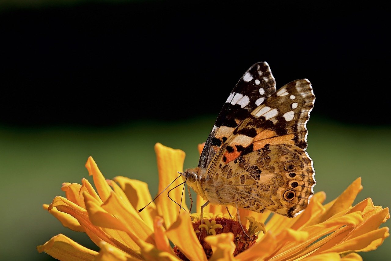 Communication Between Butterflies at Flowers (image credits: pixabay)