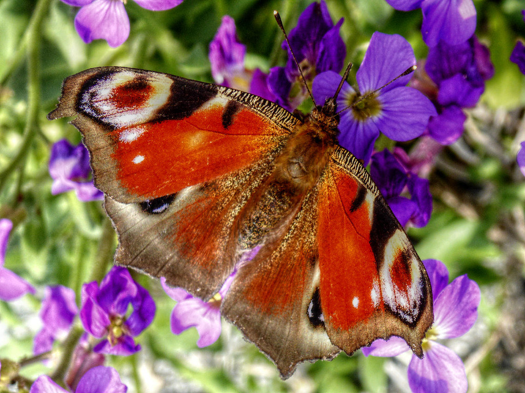 The Future of Butterfly-Flower Relationships (image credits: flickr)