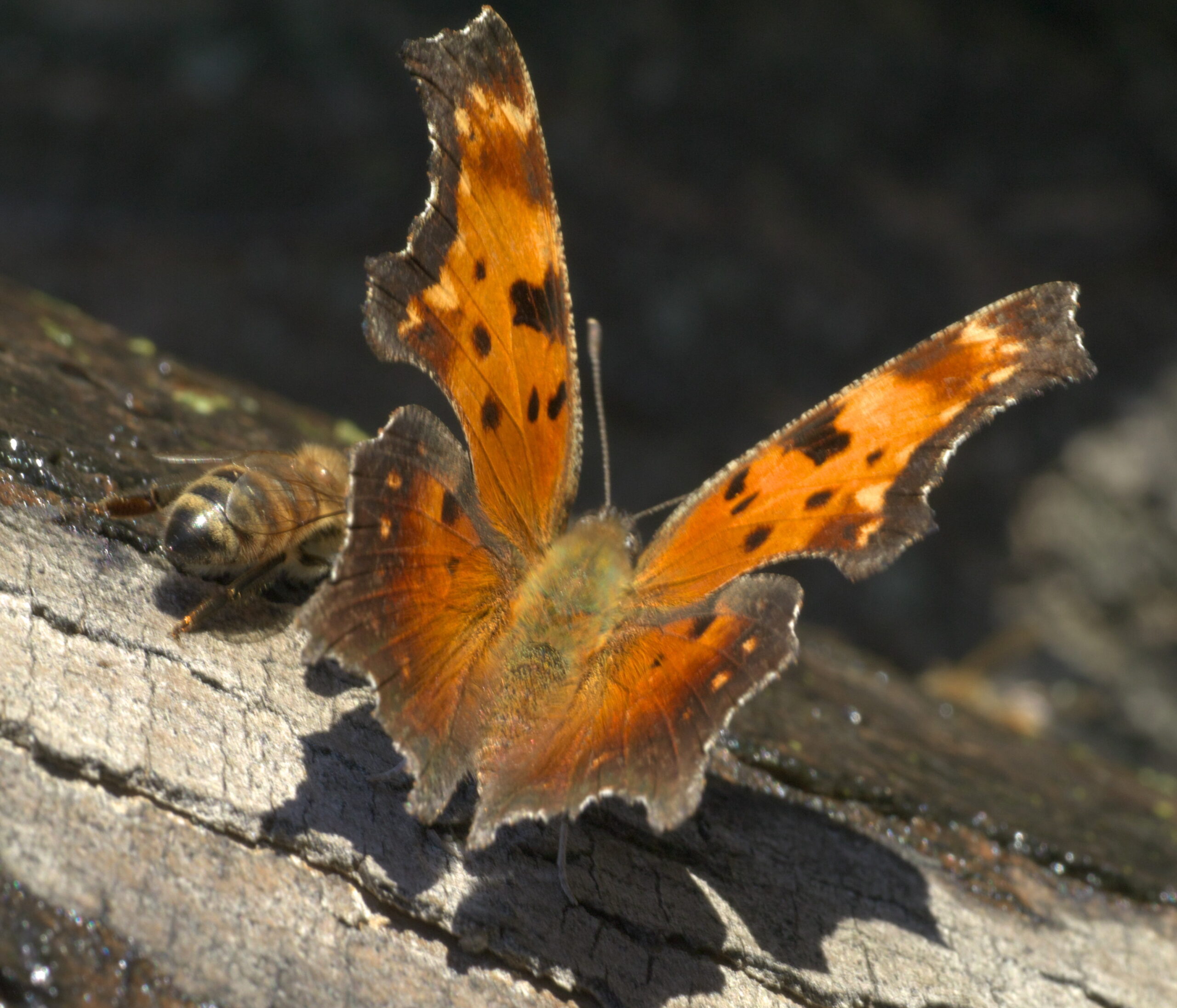 Bark and Branch Impersonators (image credits: By xpda, CC BY-SA 4.0, https://commons.wikimedia.org/w/index.php?curid=67729566)