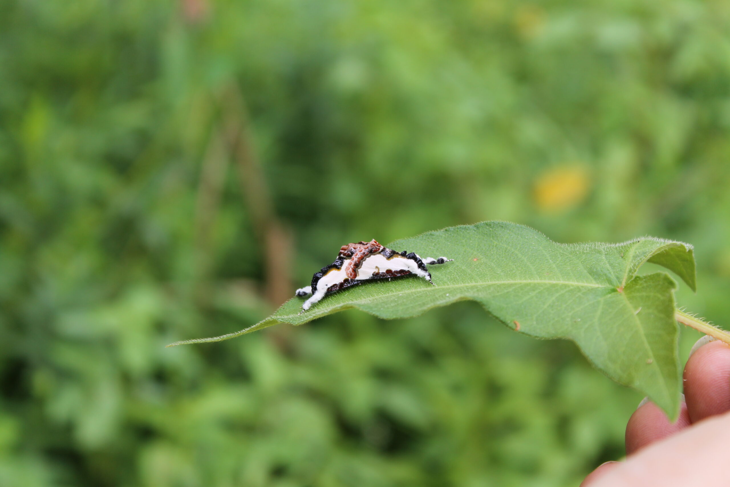 Bird Dropping Mimics: The Ultimate Disguise (image credits: By PookieFugglestein, CC0, https://commons.wikimedia.org/w/index.php?curid=31888913)