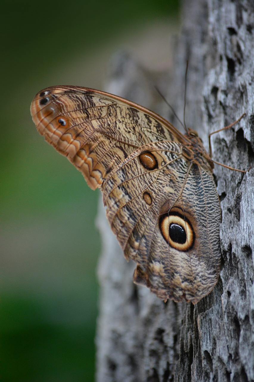 Flower Power: Becoming the Bait (image credits: pixabay)