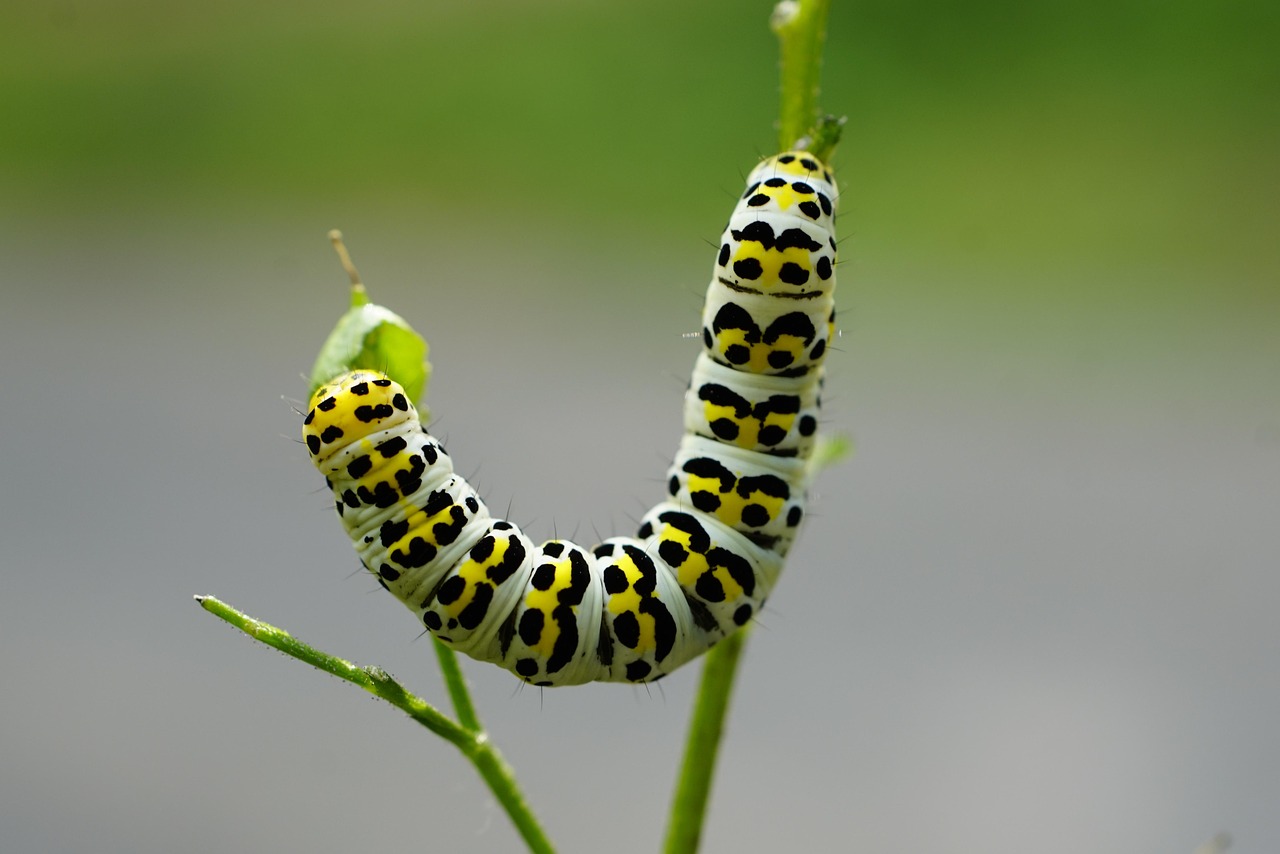 Seasonal Rhythms in Slow Motion (image credits: pixabay)